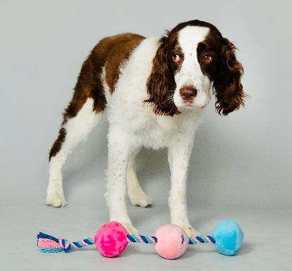 Scruffy Tug Buttons Dog Toy