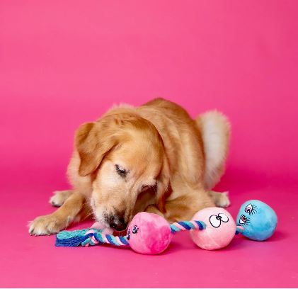 Scruffy Tug Buttons Dog Toy